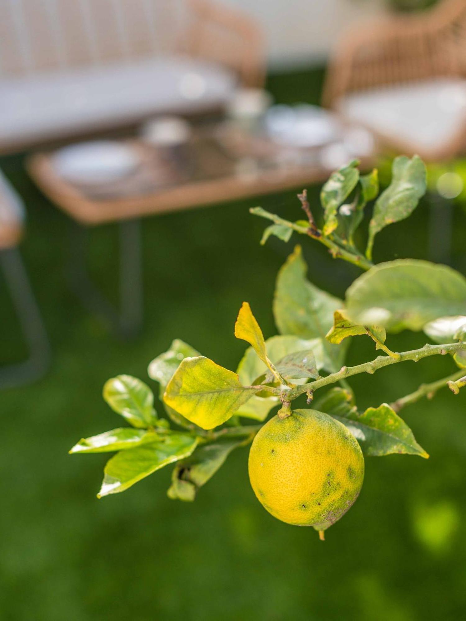Lemon House - 400M From The Beach - Wifi Albufeira Ngoại thất bức ảnh